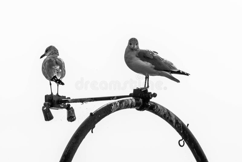 Seagulls na żerdzi zdjęcia royalty free