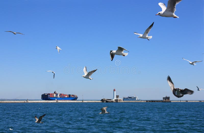 Seagulls over sea