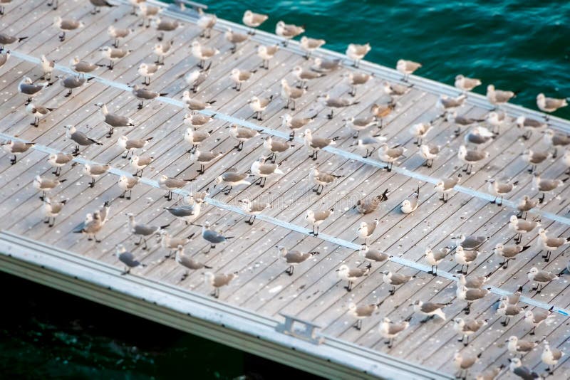 A flock of seagulls gathering on the pier to rest and groom. A flock of seagulls gathering on the pier to rest and groom.