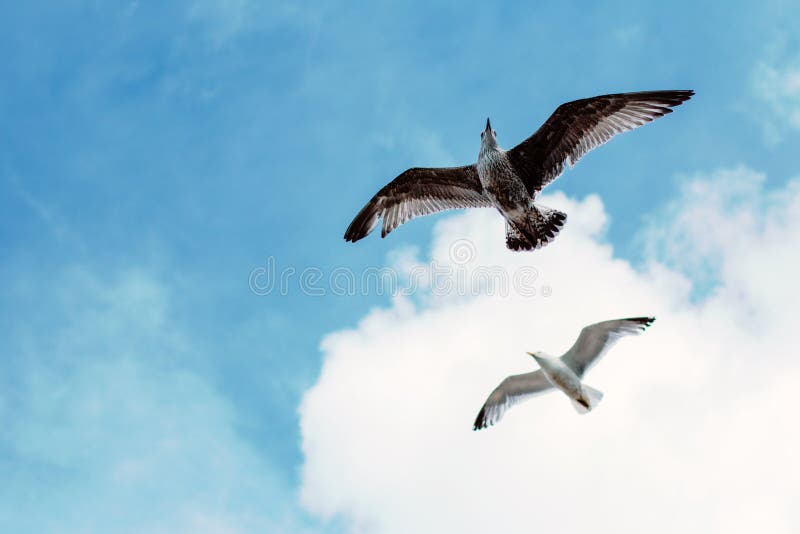 Seagulls på Brighton Beach royaltyfri fotografi Seagulls på Brighton Beach royaltyfri fotografi