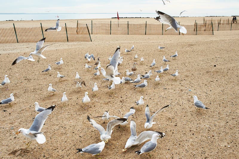 Seagulls på Brighton Beach, New York royaltyfria foton Seagulls på Brighton Beach, New York royaltyfria foton