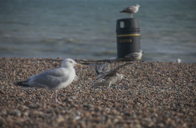 Seagulls på en strand - Brighton, England; solig dag i sommar royaltyfria bilder Seagulls på en strand - Brighton, England; solig dag i sommar royaltyfria bilder