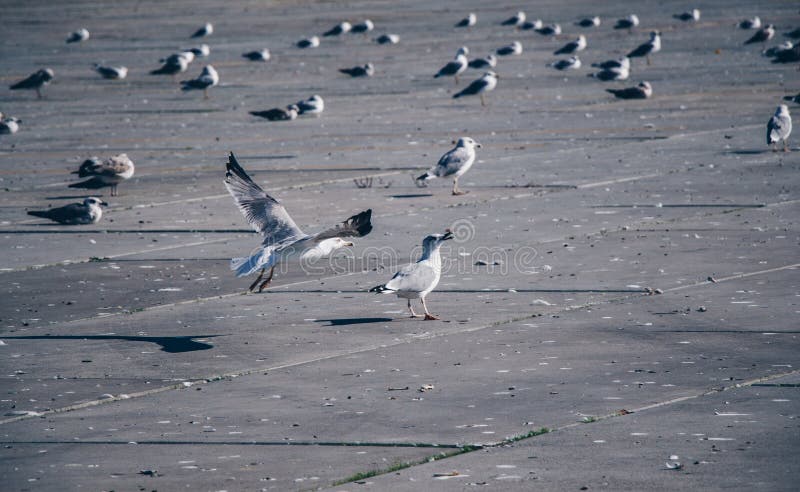 Seagulls are on rest on a concrete ground royalty free stock images Seagulls are on rest on a concrete ground royalty free stock images
