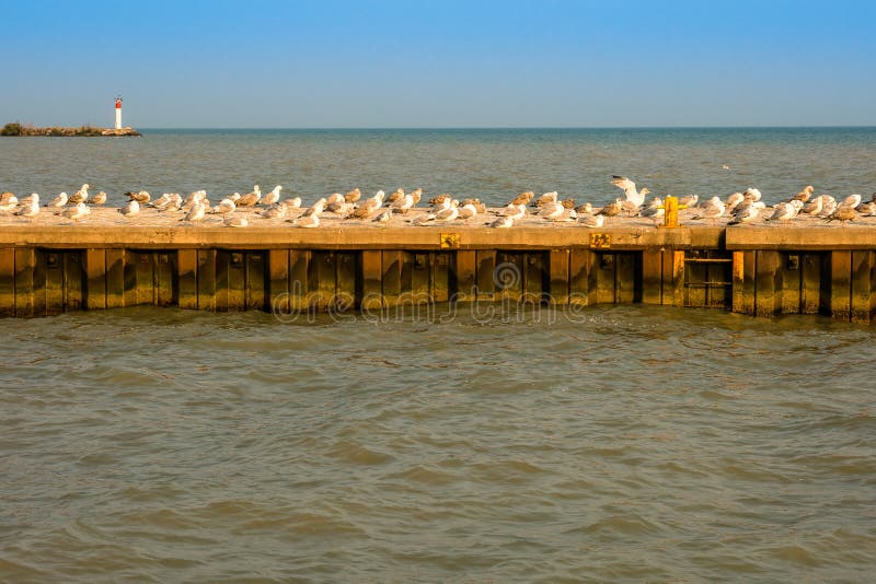 A flock of seagulls in various stages of rest & groom on concrete pier in active fishing harbor with lighthouse in background. A flock of seagulls in various stages of rest & groom on concrete pier in active fishing harbor with lighthouse in background