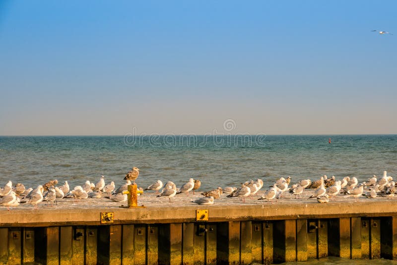 A flock of seagulls in various stages of rest & groom on concrete pier in active fishing harbor. A flock of seagulls in various stages of rest & groom on concrete pier in active fishing harbor