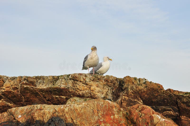 Seagulls on Rock