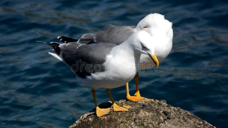 Seagulls on a rock in the sea