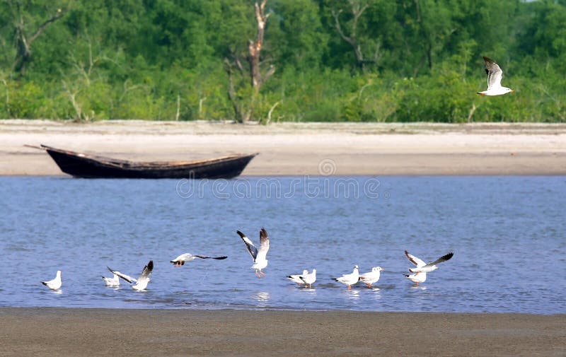 Seagulls in sea beach