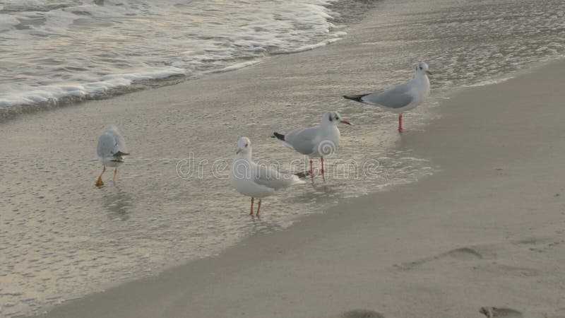 Seagulls on the sea coast. The wave runs on the birds. stock video footage