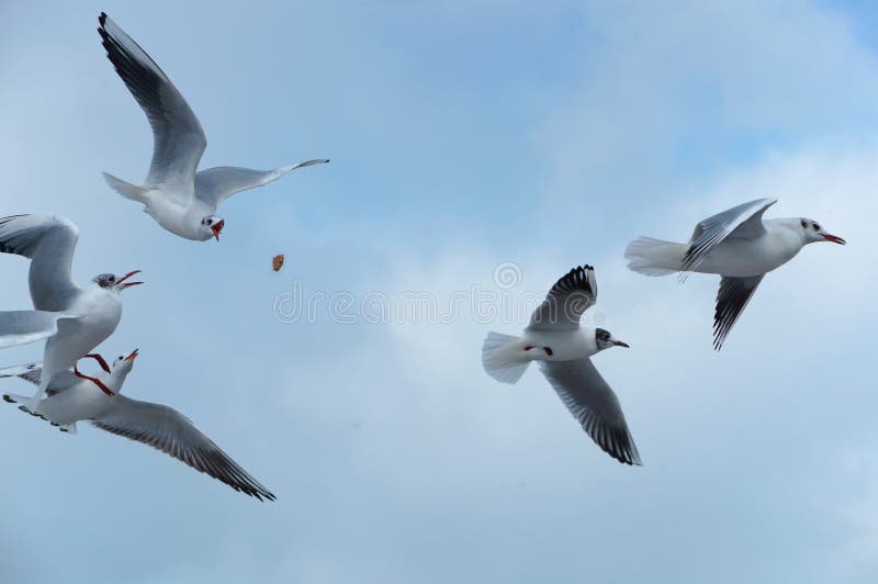 Seagulls on the sea, a flock of sea birds hovering in the sky, feeding the seagulls