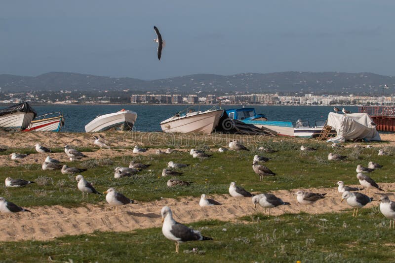 Seagulls in the seashore