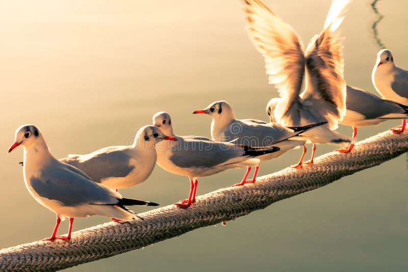 Seagulls gathering waiting together for fish on the rope in a harbor. Seagulls gathering waiting together for fish on the rope in a harbor.