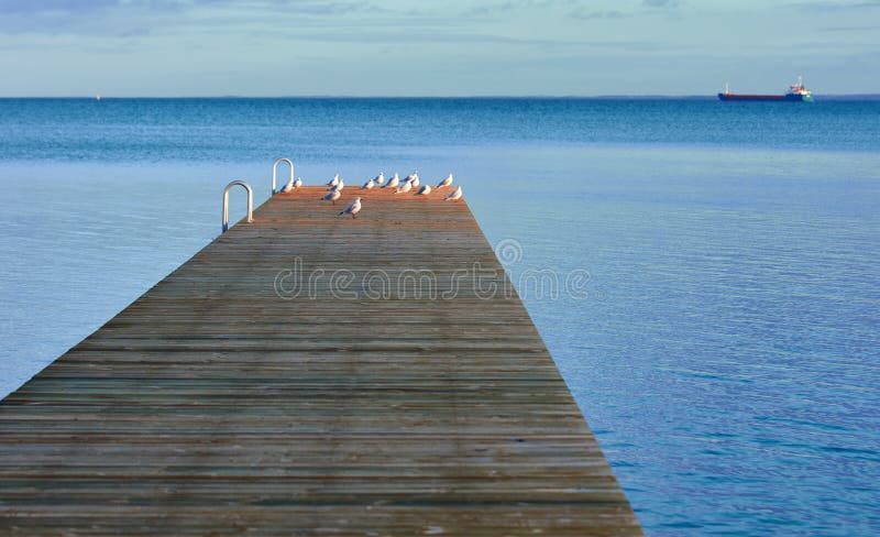 Wide view of a group of seagulls standing in a sunny area at the end of a wooden pier over water, with a ship visible in the distance on the horizon. Wide view of a group of seagulls standing in a sunny area at the end of a wooden pier over water, with a ship visible in the distance on the horizon.