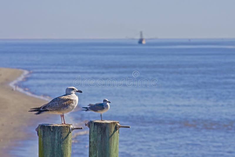 Seagulls and Shrimp Boat