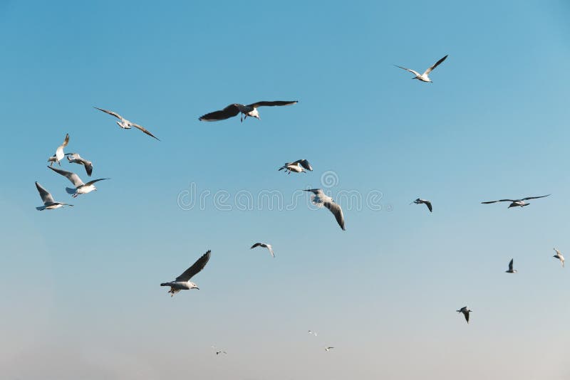 Seagulls in a sky.