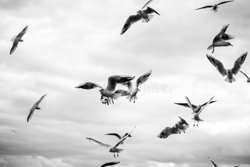 Seagulls in the Sky Many Seagulls and One Seagull in Beautiful Light at