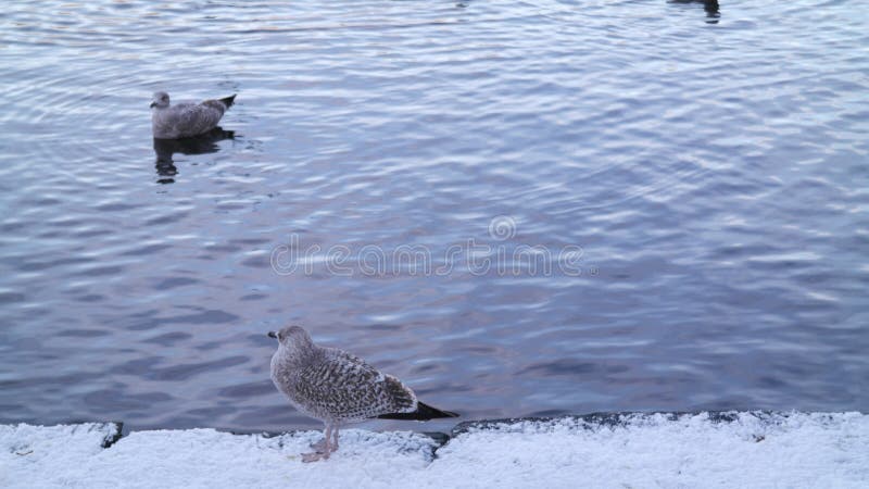 Gulls gathering around a pond in winter. Gulls gathering around a pond in winter