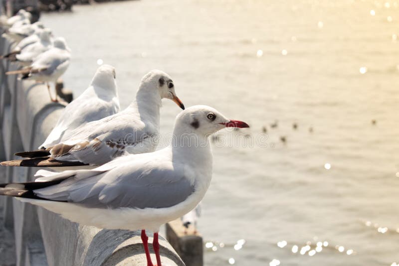 Seagulls stoi z rzędu patrzeć morze zdjęcie royalty free Seagulls stoi z rzędu patrzeć morze zdjęcie royalty free