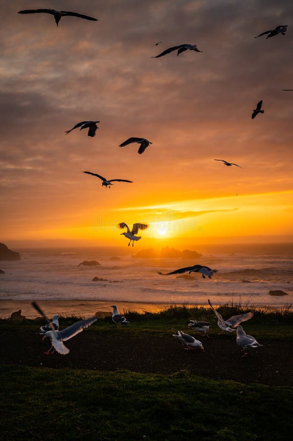 Seagulls at sunset over Face Rock Beach in Bandon, Oregon