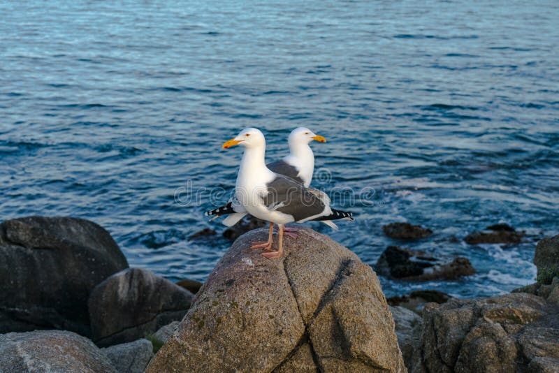2 Seagulls watching eachothers back