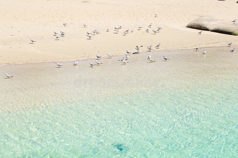 Seagulls zostaje na piasku zdjęcia stock Seagulls zostaje na piasku zdjęcia stock