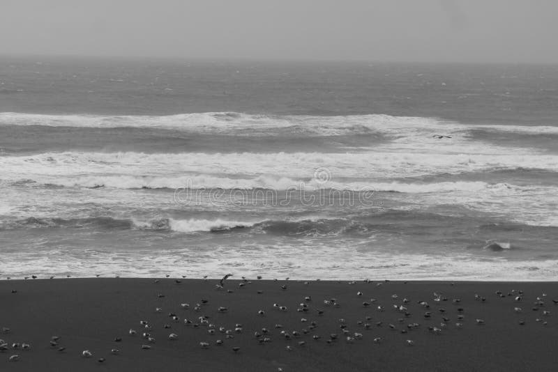 Seagulls υπόλοιπο κοντά στην ακτή, στις ειρηνικές βόρειες ακτές στοκ εικόνες Seagulls υπόλοιπο κοντά στην ακτή, στις ειρηνικές βόρειες ακτές στοκ εικόνες