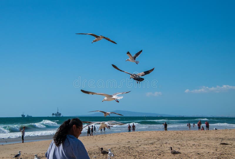 Seagulls βλέπουν πετώντας πέρα από την παραλία κοντά στο κεφάλι μιας γυναίκας Ο ωκεανός είναι ορατός με μια παράκτια πλατφόρμα άν στοκ εικόνες Seagulls βλέπουν πετώντας πέρα από την παραλία κοντά στο κεφάλι μιας γυναίκας Ο ωκεανός είναι ορατός με μια παράκτια πλατφόρμα άν στοκ εικόνες