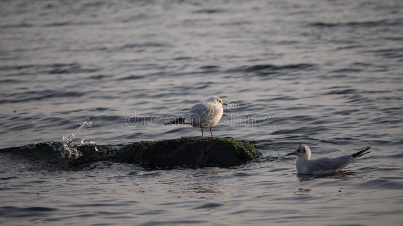 Seagulls - μια συνεδρίαση σε έναν βράχο, άλλη που επιπλέει στο νερό κοντά στην ακτή, Μαύρη Θάλασσα, Odesa στοκ εικόνες με δικαίωμα ελεύθερης χρήσης Seagulls - μια συνεδρίαση σε έναν βράχο, άλλη που επιπλέει στο νερό κοντά στην ακτή, Μαύρη Θάλασσα, Odesa στοκ εικόνες με δικαίωμα ελεύθερης χρήσης