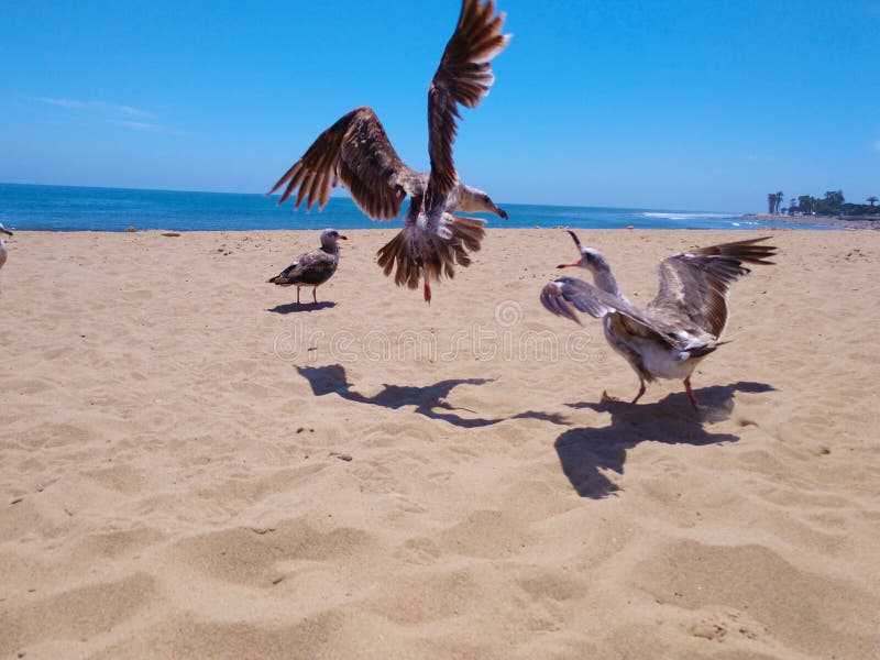 Seagulls μύγα και πάλη Ventura στην παραλία στοκ φωτογραφία με δικαίωμα ελεύθερης χρήσης Seagulls μύγα και πάλη Ventura στην παραλία στοκ φωτογραφία με δικαίωμα ελεύθερης χρήσης