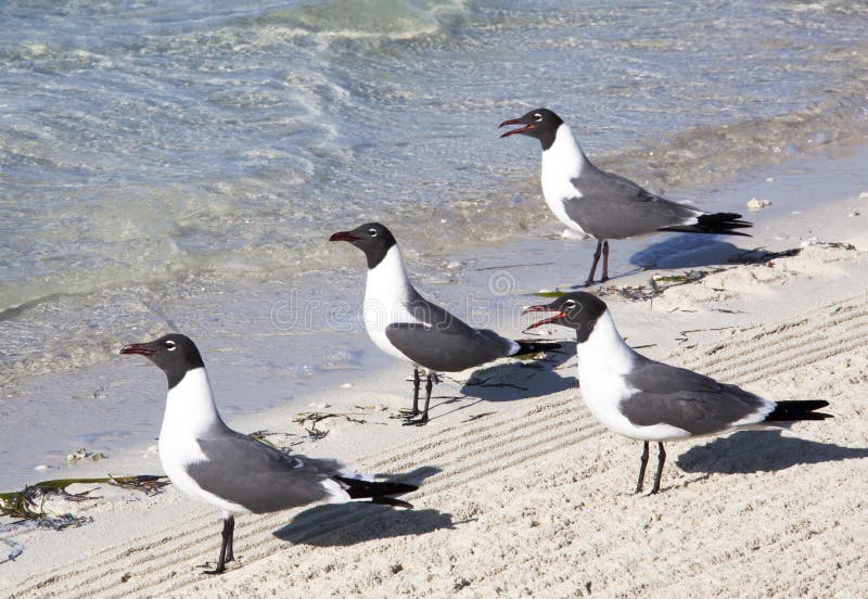 Seagulls προσοχή στοκ εικόνες Seagulls προσοχή στοκ εικόνες