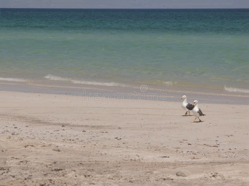 Seagulls στην παραλία στοκ φωτογραφία με δικαίωμα ελεύθερης χρήσης Seagulls στην παραλία στοκ φωτογραφία με δικαίωμα ελεύθερης χρήσης