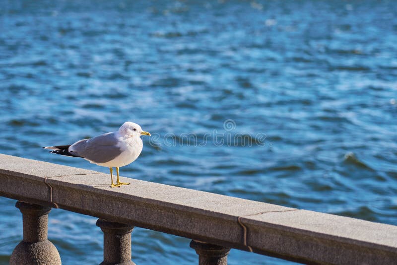 Seagullst?ende i stad Nära övre sikt av den vita fågelseagullen som sitter på en havskust mot ett blått vatten royaltyfria foton Seagullst?ende i stad Nära övre sikt av den vita fågelseagullen som sitter på en havskust mot ett blått vatten royaltyfria foton