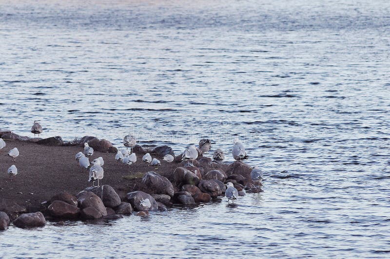 Copenhagen/Denmark. 05January 2019._Seagul birds localed in local lake in danish capital Copenhagen Denmark. Photo. .Francis Joseph Dean / Deanpictures. Copenhagen/Denmark. 05January 2019._Seagul birds localed in local lake in danish capital Copenhagen Denmark. Photo. .Francis Joseph Dean / Deanpictures