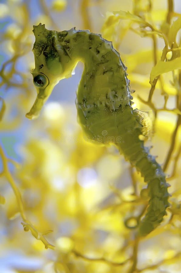 Seahorse