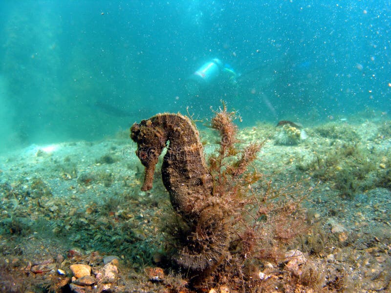 Seahorse