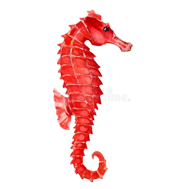 Seahorse, watercolor painting on white background.