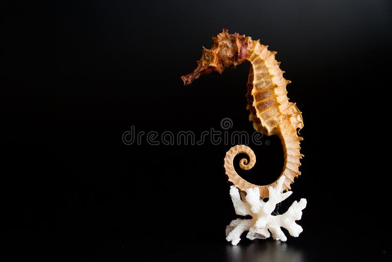 seahorse стоковое фото rf seahorse стоковое фото rf