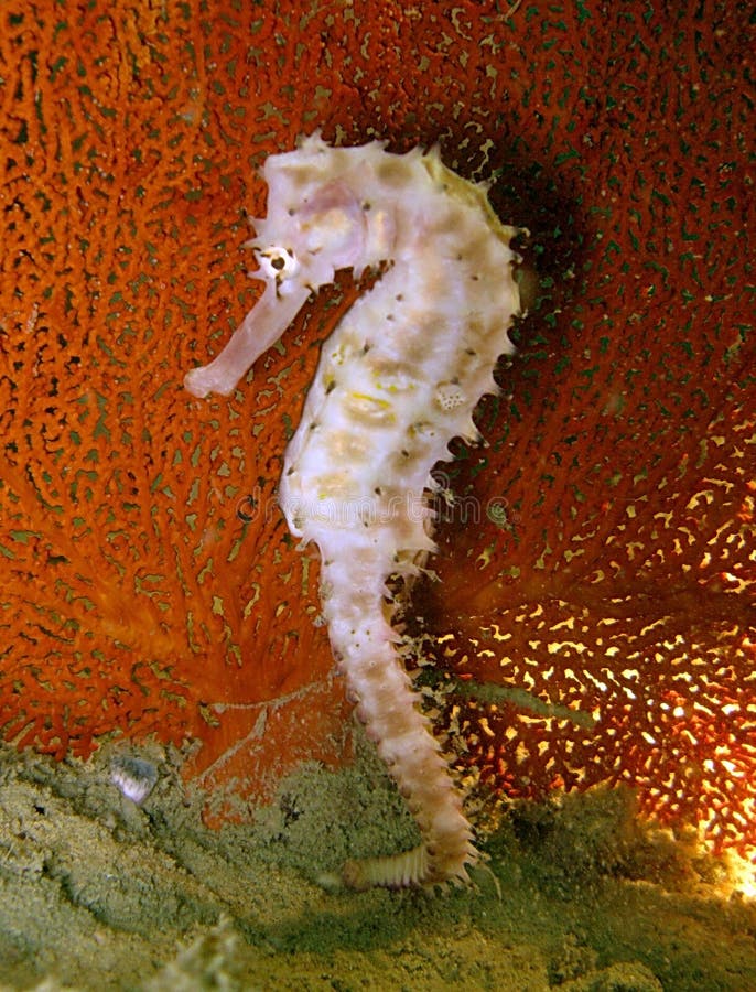 Seahorse