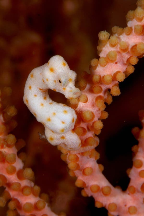 Seahorse del enano de Pontohi fotografía de archivo libre de regalías Seahorse del enano de Pontohi fotografía de archivo libre de regalías