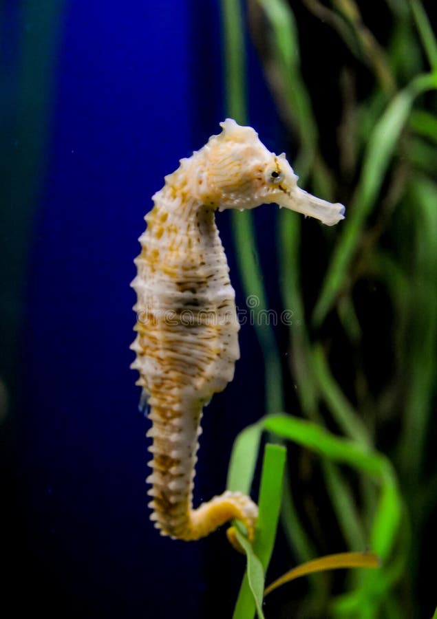 Seahorse in a Large Aquarium in the Oceanarium Stock Photo Image of