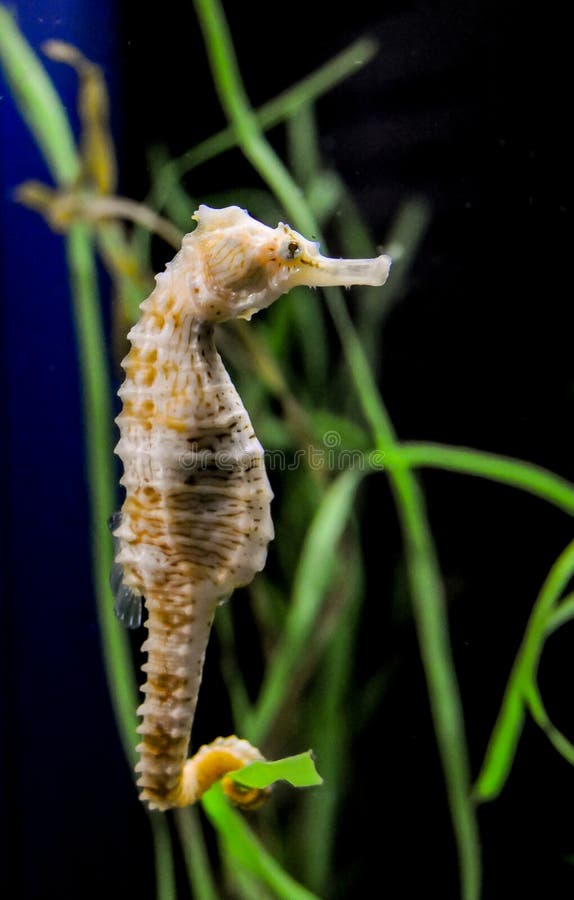 Seahorse in a Large Aquarium in the Oceanarium Stock Image Image of