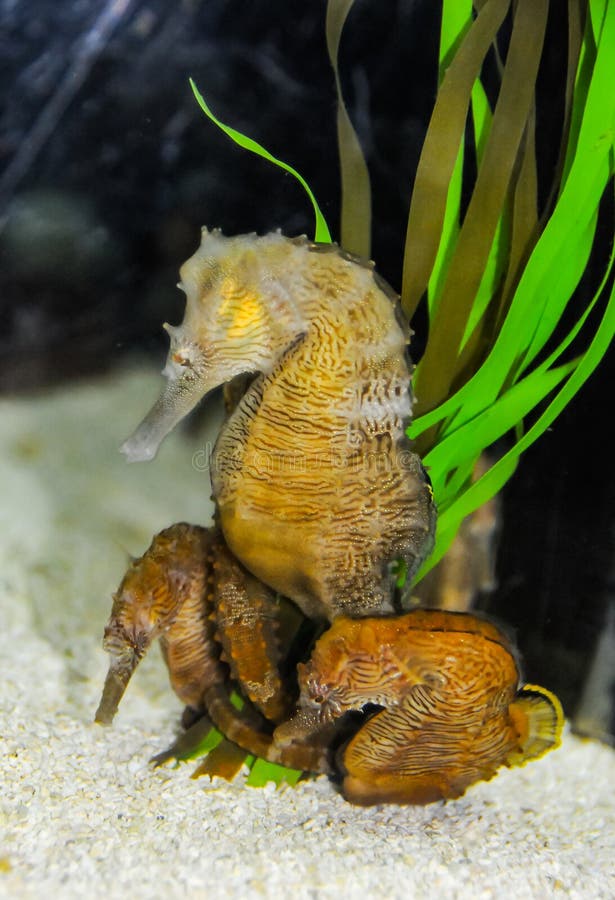 Seahorse in a Large Aquarium in the Oceanarium Stock Image Image of