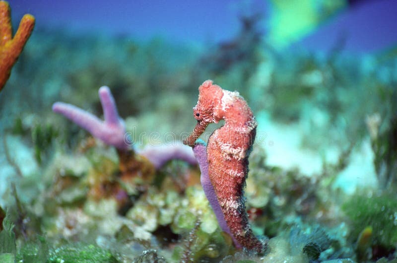 Seahorse off cozumel