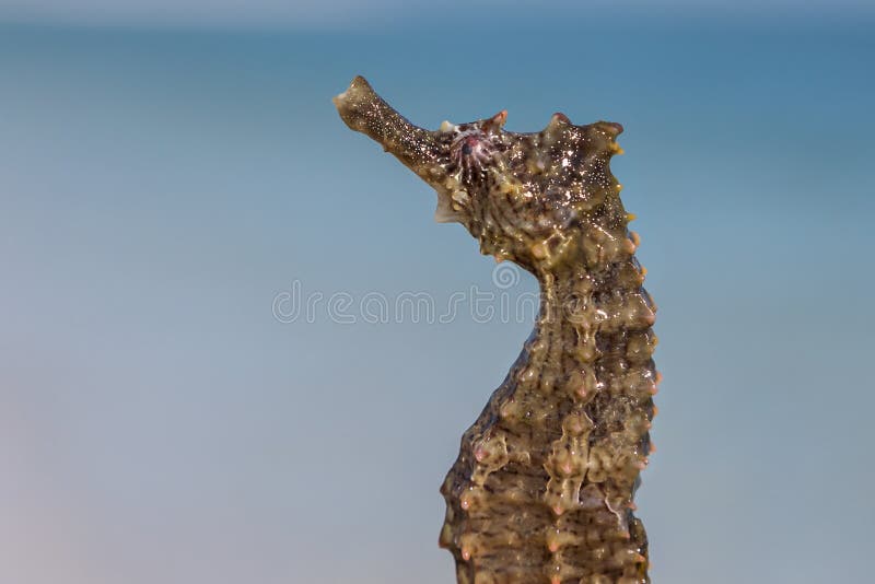 Seahorse portrait