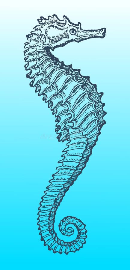 Seahorse in profielmening na een historische of uitstekende houtdrukillustratie van de 16de eeuw vector illustratie Seahorse in profielmening na een historische of uitstekende houtdrukillustratie van de 16de eeuw vector illustratie
