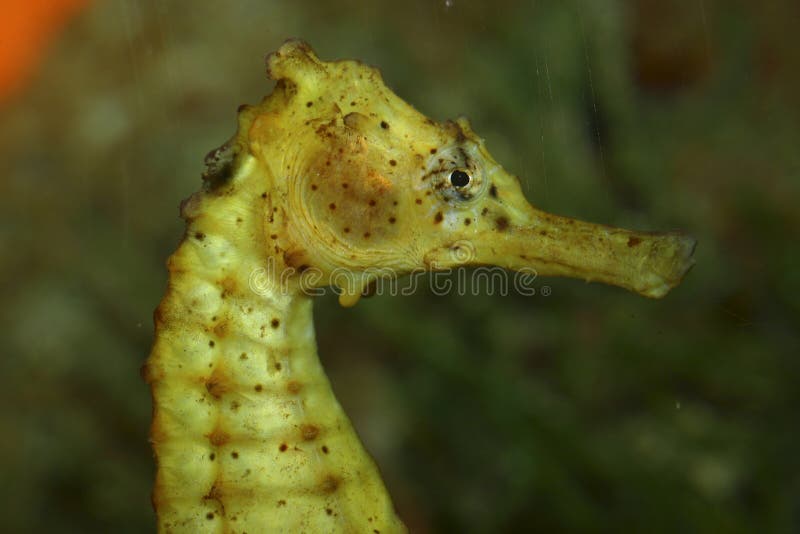 Seahorse