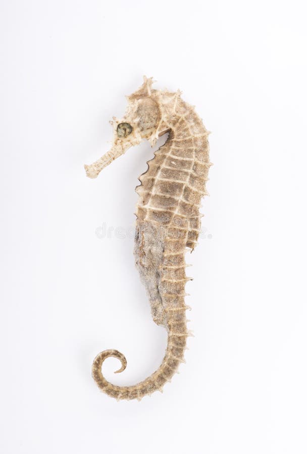 Seahorse voor witte geïsoleerde achtergrond royalty-vrije stock foto Seahorse voor witte geïsoleerde achtergrond royalty-vrije stock foto