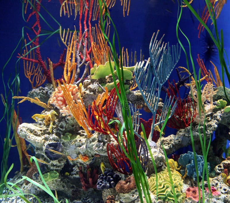 seahorse коралла стоковое изображение rf seahorse коралла стоковое изображение rf