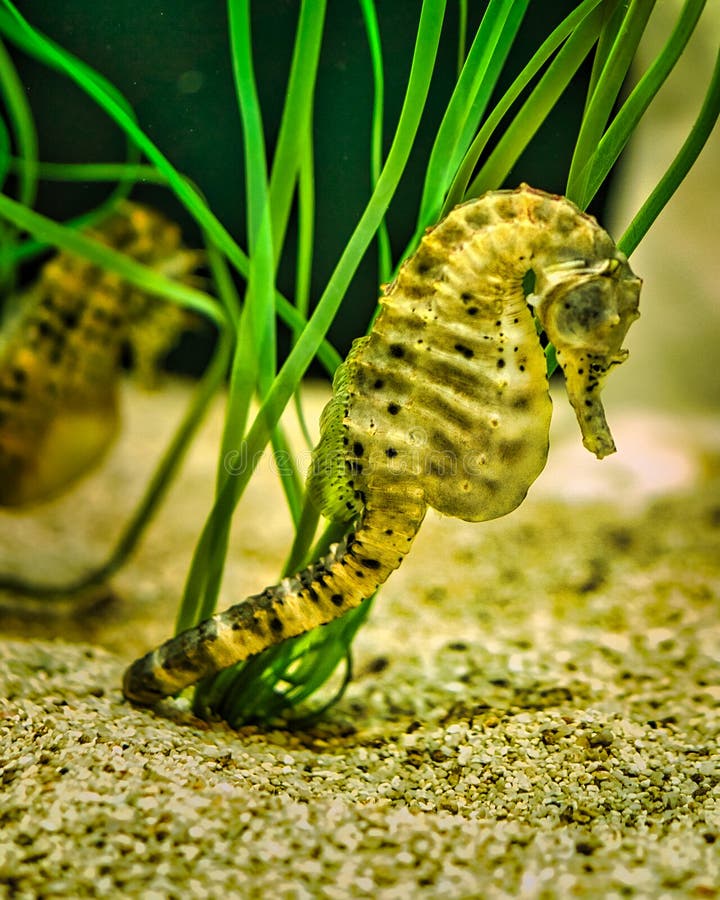 seahorses in sea grass. small aquatic animals in close up. interesting to observe