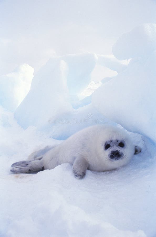 Seal. In the arctic sea Seal. In the arctic sea